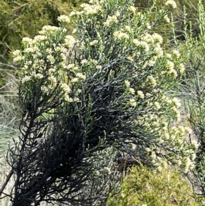 Ozothamnus cupressoides at Cotter River, ACT - 20 Feb 2021 12:03 PM