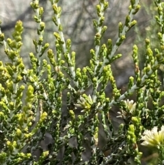 Ozothamnus cupressoides at Cotter River, ACT - 20 Feb 2021 12:03 PM