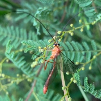 Enicospilus sp. (genus) (An ichneumon wasp) at Murrumbateman, NSW - 25 Feb 2021 by SimoneC