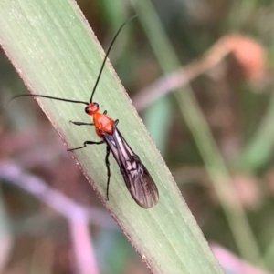 Braconidae (family) at Murrumbateman, NSW - 25 Feb 2021