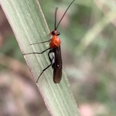 Braconidae (family) at Murrumbateman, NSW - 25 Feb 2021