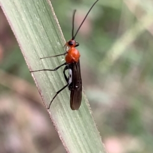 Braconidae (family) at Murrumbateman, NSW - 25 Feb 2021 03:43 PM