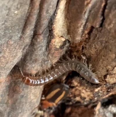 Diplopoda (class) (Unidentified millipede) at Murrumbateman, NSW - 25 Feb 2021 by SimoneC