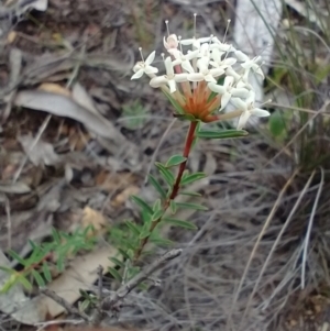 Pimelea linifolia at Mongarlowe, NSW - 11 Dec 2020 04:20 PM