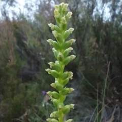 Microtis parviflora (Slender Onion Orchid) at Mongarlowe, NSW - 11 Dec 2020 by MelitaMilner