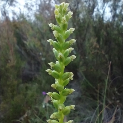 Microtis parviflora (Slender Onion Orchid) at Mongarlowe, NSW - 11 Dec 2020 by MelitaMilner