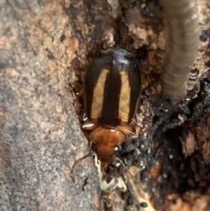 Philophlaeus sp. (genus) at Murrumbateman, NSW - 25 Feb 2021