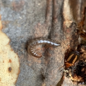 Philophlaeus sp. (genus) at Murrumbateman, NSW - 25 Feb 2021