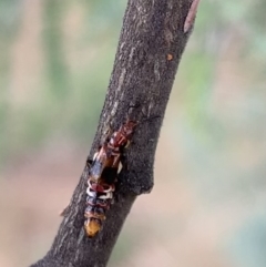 Carphurus sp. (genus) at Murrumbateman, NSW - 25 Feb 2021