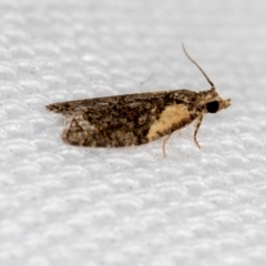 Capua intractana (A Tortricid moth) at Melba, ACT - 13 Feb 2021 by Bron