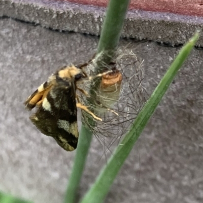 Anestia (genus) (A tiger moth) at Murrumbateman, NSW - 24 Feb 2021 by SimoneC