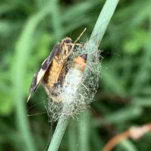 Anestia (genus) at Murrumbateman, NSW - 24 Feb 2021