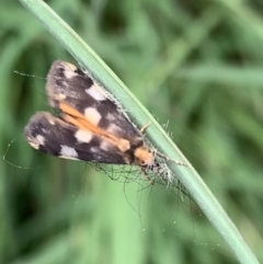 Anestia (genus) at Murrumbateman, NSW - 24 Feb 2021