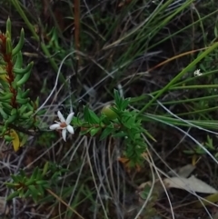 Rhytidosporum procumbens (White Marianth) at Mongarlowe River - 11 Dec 2020 by MelitaMilner