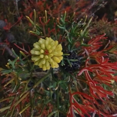 Isopogon prostratus (Prostrate Cone-bush) at Mongarlowe, NSW - 11 Dec 2020 by MelitaMilner