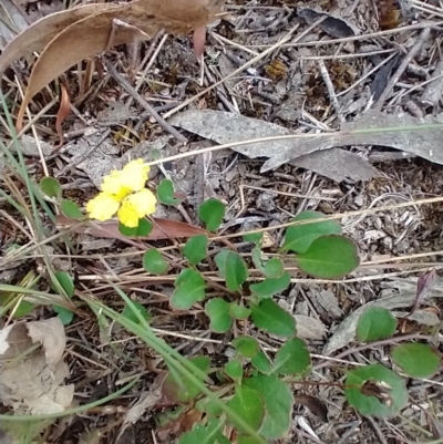 Goodenia hederacea subsp. hederacea (Ivy Goodenia, Forest Goodenia) at Mongarlowe, NSW - 11 Dec 2020 by MelitaMilner