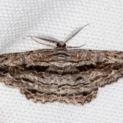 Scioglyptis chionomera (Grey Patch Bark Moth) at Melba, ACT - 14 Feb 2021 by Bron