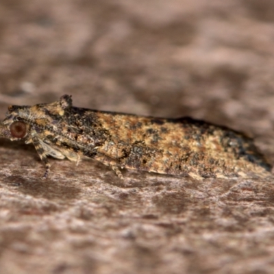 Isochorista (genus) (A Tortricid moth) at Melba, ACT - 14 Feb 2021 by Bron