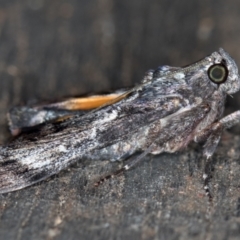 Salma pyrastis (A Pyralid moth (Epipaschiinae subfam.)) at Melba, ACT - 14 Feb 2021 by Bron