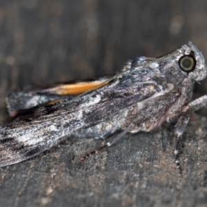 Salma pyrastis at Melba, ACT - 14 Feb 2021 11:38 AM