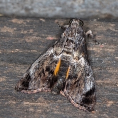 Salma pyrastis at Melba, ACT - 14 Feb 2021 11:38 AM