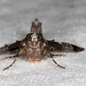 Salma pyrastis at Melba, ACT - 14 Feb 2021 11:38 AM