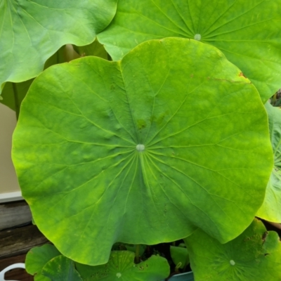 Unidentified Other Fresh Water Plant at McKellar, ACT - 12 Feb 2021 by Jiggy