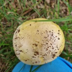 Amanita phalloides at Griffith, ACT - 23 Feb 2021 11:43 AM