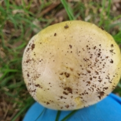 Amanita phalloides at Griffith, ACT - 23 Feb 2021