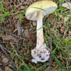 Amanita phalloides at Griffith, ACT - 23 Feb 2021 11:43 AM