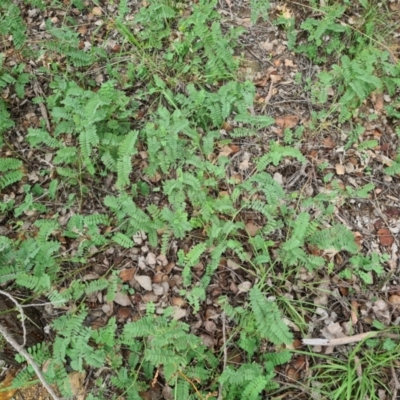 Onobrychis viciifolia (Sainfoin) at Hughes, ACT - 19 Feb 2021 by Jiggy