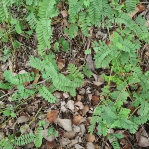 Onobrychis viciifolia at Hughes, ACT - 19 Feb 2021