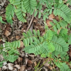 Onobrychis viciifolia at Hughes, ACT - 19 Feb 2021