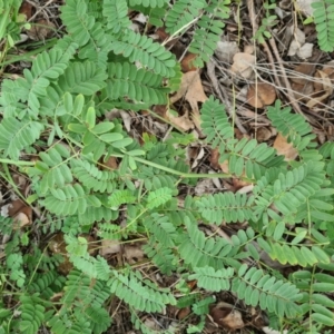 Onobrychis viciifolia at Hughes, ACT - 19 Feb 2021