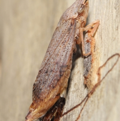 Stenocotis depressa (Leafhopper) at Downer, ACT - 21 Feb 2021 by TimL