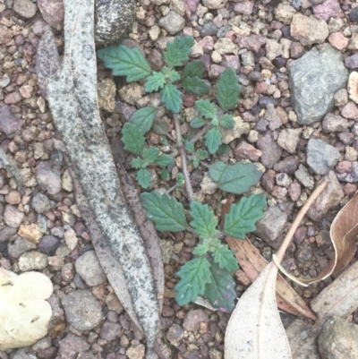 Dysphania pumilio (Small Crumbweed) at Majura, ACT - 9 Jan 2021 by JaneR