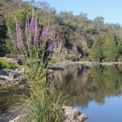 Lythrum salicaria (Purple Loosestrife) at Stromlo, ACT - 20 Jan 2021 by michaelb