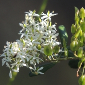 Bursaria spinosa at Uriarra Village, ACT - 20 Jan 2021