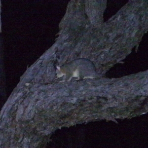 Trichosurus vulpecula at Tuggeranong DC, ACT - 24 Feb 2021