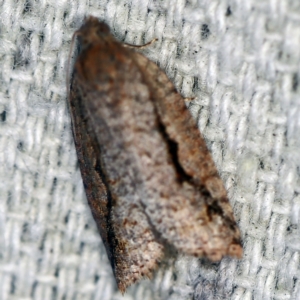 Meritastis undescribed species at O'Connor, ACT - 22 Feb 2021