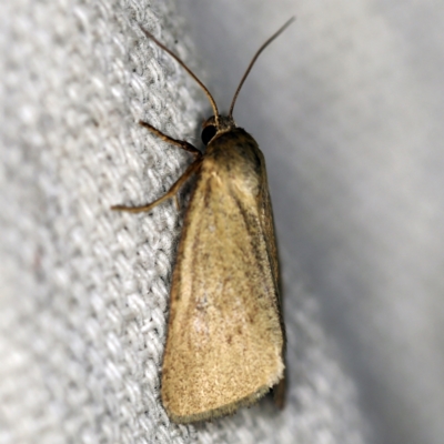 Heliocheilus moribunda (A Noctuid moth) at O'Connor, ACT - 22 Feb 2021 by ibaird