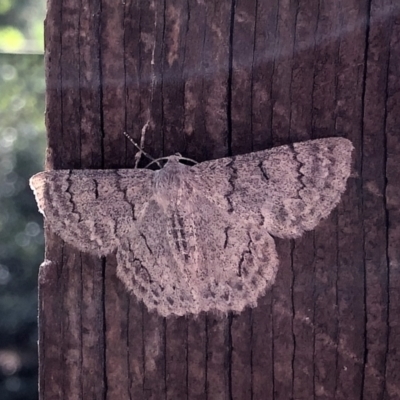 Crypsiphona ocultaria (Red-lined Looper Moth) at Aranda, ACT - 23 Feb 2021 by KMcCue