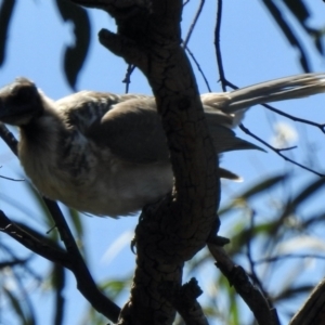 Philemon corniculatus at Aranda, ACT - 26 Feb 2021