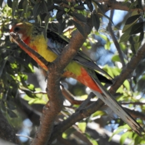 Platycercus eximius at Aranda, ACT - 26 Feb 2021 01:21 PM