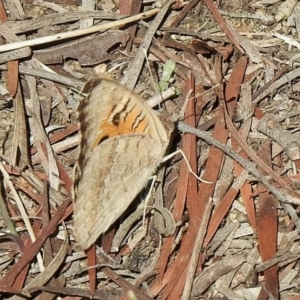 Junonia villida at Hall, ACT - 26 Feb 2021 09:22 AM