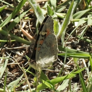 Junonia villida at Hall, ACT - 26 Feb 2021 09:22 AM