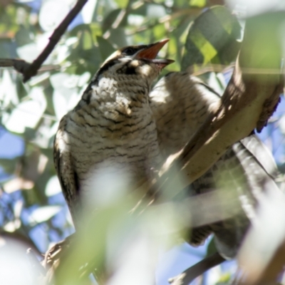 Eudynamys orientalis (Pacific Koel) at Hall, ACT - 26 Feb 2021 by AlisonMilton