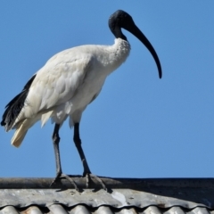 Threskiornis molucca (Australian White Ibis) at Hall, ACT - 25 Feb 2021 by KMcCue