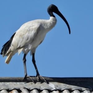 Threskiornis molucca at Hall, ACT - 26 Feb 2021