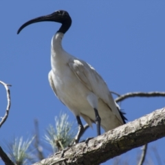 Threskiornis molucca (Australian White Ibis) at Hall, ACT - 26 Feb 2021 by AlisonMilton